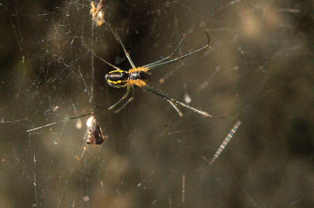 Neriene radiata - Cossano Canavese (TO)